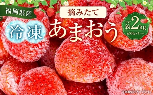 福岡県産 摘みたて 【 冷凍あまおう 】 約2kg ( 約500g × 4パック ) あまおう 国産 イチゴ いちご 苺 冷凍 フルーツ くだもの 果物 果実 健康 ビタミンC キシリトール カリウム 食物繊維