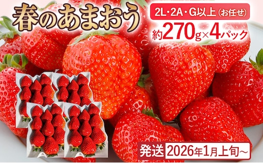 産地直送厳選あまおう 4パックセット（G,2L,2A規格以上）【数量限定】いちご フルーツ 果物 あまおう 約270g×4パック 福岡 苺 イチゴ 【発送時期2026年1月上旬～2026年月4月上旬】