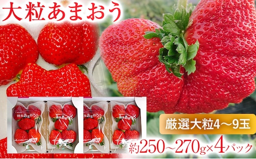 【2026年2月上旬より順次発送】 大粒あまおう 4パック いちご 苺 フルーツ 果物 くだもの 福岡県 福岡 九州 グルメ お取り寄せ