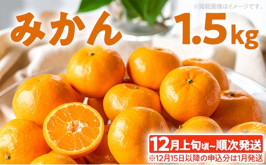 期間限定 みかん フルーツ 果物 くだもの 1.5kg 柑橘 甘い 濃厚 ジューシー 産地直送 デザート おやつ オレンジ 福岡県 福岡 九州 グルメ お取り寄せ 【12月上旬頃から順次発送】