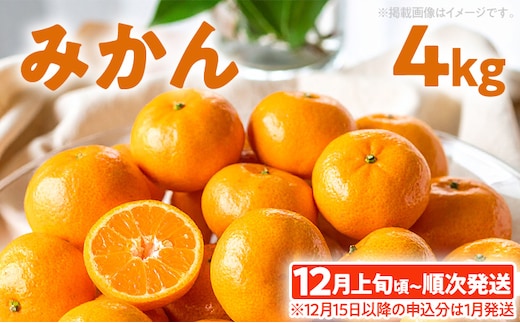 期間限定 みかん フルーツ 果物 くだもの 4kg 柑橘 甘い 濃厚 ジューシー 産地直送 デザート おやつ オレンジ 福岡県 福岡 九州 グルメ お取り寄せ 【12月上旬頃から順次発送】