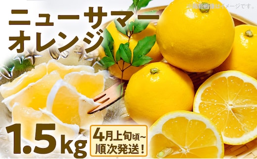 期間限定 ニューサマーオレンジ 日向夏 オレンジ フルーツ 果物 くだもの 1.5kg 柑橘 甘い 濃厚 ジューシー 産地直送 デザート おやつ 福岡県 福岡 九州 グルメ お取り寄せ 【4月上旬頃から順次発送】