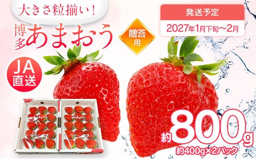 先行予約 あまおう 合計約800g 約400g×2パック（１パックあたり、9玉～18玉） 福岡県産 九州 イチゴ いちご 苺 果物 くだもの フルーツ 送料無料 【2027年1月下旬～2月順次発送】