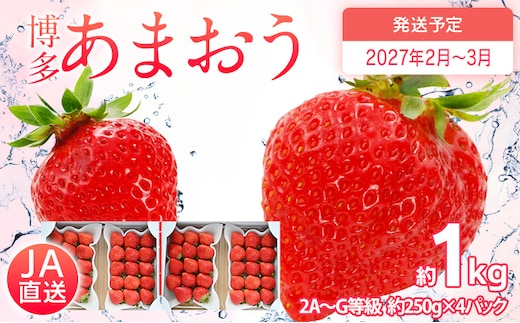 先行予約 あまおう 合計約1kg 約250g×4パック 福岡県産 九州 イチゴ いちご 苺 果物 くだもの フルーツ 送料無料 【2027年2月～3月順次発送予定】