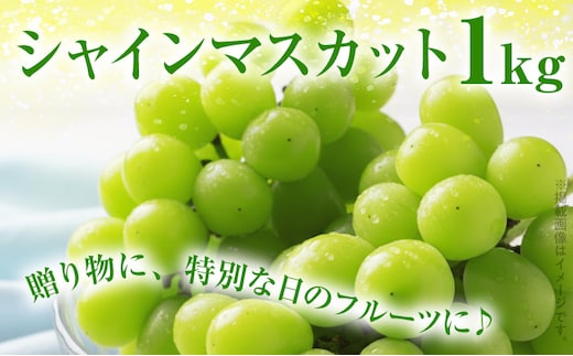 期間限定 シャインマスカット マスカット フルーツ ぶどう 葡萄 ブドウ 果物 くだもの 甘い 濃厚 ジューシー 産地直送 デザート おやつ 福岡県 福岡 九州 グルメ お取り寄せ 【9月上旬頃から順次発送】