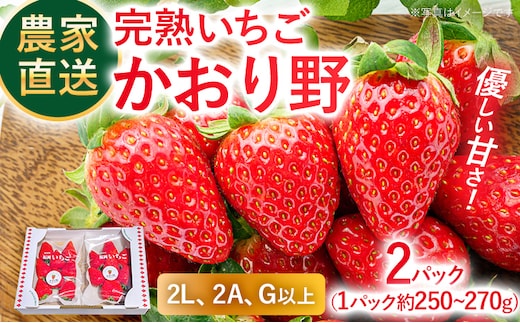 農家直送完熟いちご かおり野 期間限定 いちご 苺 2パック 福岡県 完熟 フルーツ 果物 予約 農家直送 産地直送 ギフト 贈り物 プレゼント お取り寄せ 旬 2L 2A G【2027年2月上旬～4月末頃に順次発送】