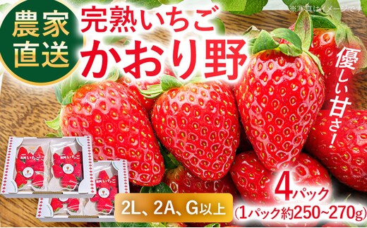 農家直送完熟いちご かおり野 期間限定 いちご 苺 4パック 福岡県 完熟 フルーツ 果物 予約 農家直送 産地直送 ギフト 贈り物 プレゼント お取り寄せ 旬 2L 2A G【2027年2月上旬～4月末頃に順次発送】
