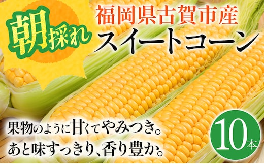 スイートコーン 期間限定 福岡県古賀市産スイートコーン 10本 とうもろこし 朝採り 甘い あまい フルーツ並 生 野菜 旬 九州産 福岡県産 ジューシー トウモロコシ 高糖度 農家直送【6月中下旬～7月上中旬に順次出荷予定】