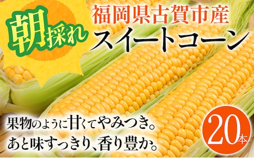 スイートコーン 期間限定 福岡県古賀市産スイートコーン 20本 とうもろこし 朝採り 甘い あまい フルーツ並 生 野菜 旬 九州産 福岡県産 ジューシー トウモロコシ 高糖度 農家直送【6月中下旬～7月上中旬に順次出荷予定】