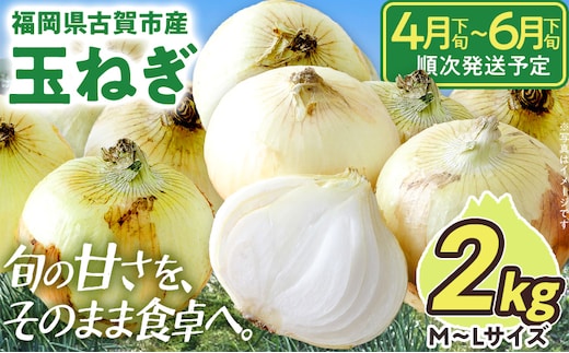 新鮮直送 玉ねぎ 国産 2kg 古賀市産 野菜 たまねぎ タマネギ 玉葱 みずみずしい 甘い 柔らかい 農家直送 Mサイズ Lサイズ 肉じゃが サラダ 早生 中生 福岡県 福岡 九州 グルメ お取り寄せ【4月下旬～6月下旬頃に順次発送予定】