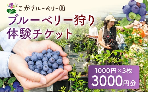 ブルーベリー狩り体験チケット こがブルーベリー園 体験 ブルーベリー狩り フルーツ狩り 食べ放題 ぶるーべりー チケット 古賀市