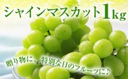 期間限定 シャインマスカット マスカット フルーツ ぶどう 葡萄 ブドウ 果物 くだもの 甘い 濃厚 ジューシー 産地直送 デザート おやつ 福岡県 福岡 九州 グルメ お取り寄せ 【9月上旬頃から順次発送】