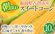 スイートコーン 期間限定 福岡県古賀市産スイートコーン 10本 とうもろこし 朝採り 甘い あまい フルーツ並 生 野菜 旬 九州産 福岡県産 ジューシー トウモロコシ 高糖度 農家直送【6月中下旬～7月上中旬に順次出荷予定】