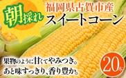 スイートコーン 期間限定 福岡県古賀市産スイートコーン 20本 とうもろこし 朝採り 甘い あまい フルーツ並 生 野菜 旬 九州産 福岡県産 ジューシー トウモロコシ 高糖度 農家直送【6月中下旬～7月上中旬に順次出荷予定】