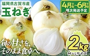 新鮮直送 玉ねぎ 国産 2kg 古賀市産 野菜 たまねぎ タマネギ 玉葱 みずみずしい 甘い 柔らかい 農家直送 Mサイズ Lサイズ 肉じゃが サラダ 早生 中生 福岡県 福岡 九州 グルメ お取り寄せ【4月下旬～6月下旬頃に順次発送予定】