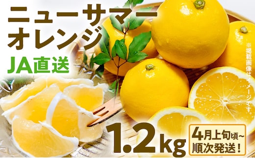 期間限定 ニューサマーオレンジ 日向夏 オレンジ フルーツ 果物 くだもの 1.2kg 柑橘 甘い 濃厚 ジューシー 産地直送 デザート おやつ 福岡県 福岡 九州 グルメ お取り寄せ 【4月上旬頃から順次発送】