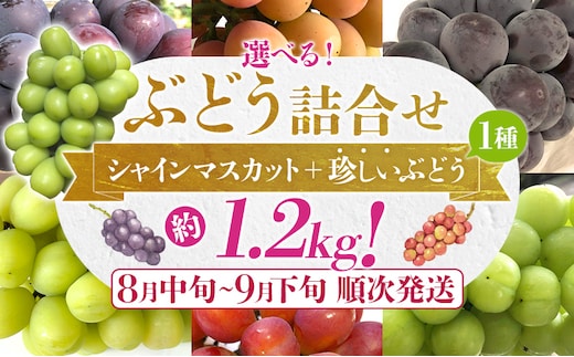 選べる ぶどう詰合せ（シャインマスカット＋珍しいぶどう） シャインマスカット ナガノパープル クイーンニーナ グロースクローネ 瀬戸ジャイアンツ 雄宝 マイハート 福岡県 九州 お取り寄せ 8月中旬～9月下旬順次発送