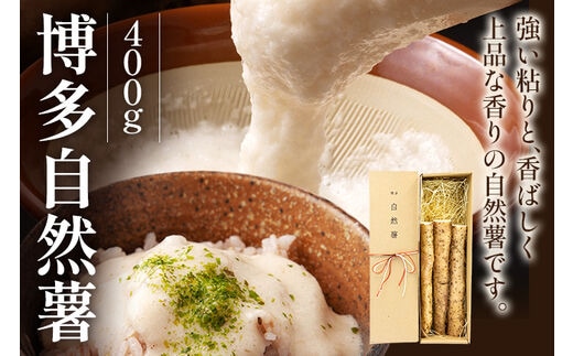 博多自然薯 400g 健康 健康的 栄養 自然薯 山芋 とろろ 粘り 強い粘り ネバネバ ご飯のお供 とろろご飯 とろろそば とろろ蕎麦 磯辺揚げ つみれ鍋 贈り物 常温 2025年12月上旬～2026年2月上旬順次発送