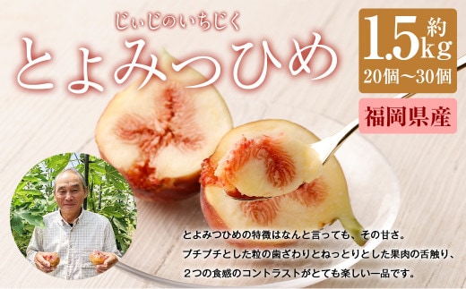 じぃじの いちじく【とよみつひめ】約1.5kg【 2026年8月上旬~10月上旬発送予定 】 いちじく 果物 フルーツ
