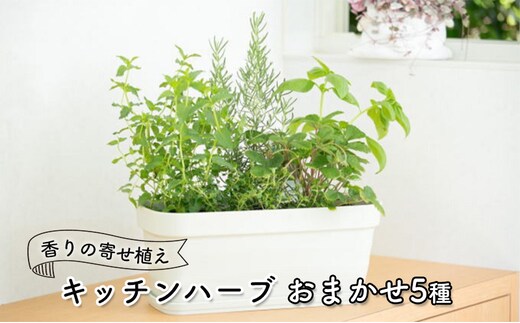 ハーブ キッチンハーブ 5種 フレッシュハーブ 香りの寄せ植え 植物 ガーデニング ガーデン インテリア 