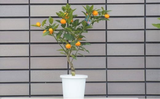 寧波金柑の苗木 きんかん ガーデニングショップ四季の里 観葉植物 甘み 香り 