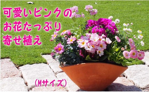 可愛いピンクのお花たっぷりの寄せ植え（舟形Mサイズ）1個 植物 