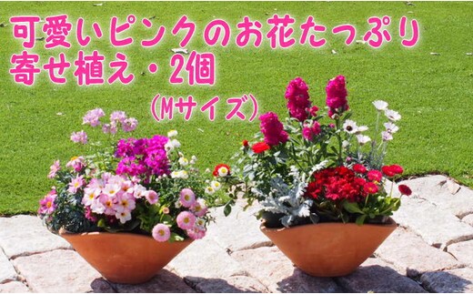 可愛いピンクのお花たっぷりの寄せ植え（舟形Mサイズ）2個 植物 