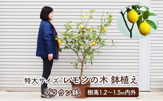 苗木 レモン 特大サイズ レモンの木 鉢植え ブラウン鉢 1個 植物 ガーデン ※配送不可:北海道、沖縄、離島 