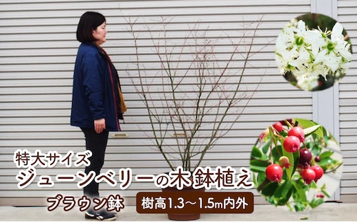 苗木 特大サイズ ジューンベリーの木 鉢植え ブラウン鉢 1個 植物 ガーデン ※配送不可:北海道、沖縄、離島 