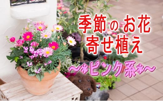 季節のお花寄せ植え(赤・ピンク系) 植物 