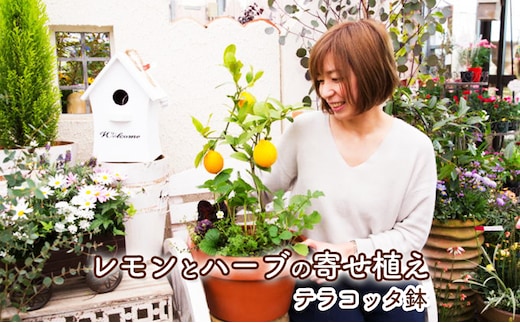 レモン ハーブ 寄せ植え 鉢植え 植物 ガーデン インテリア 収穫可能 ※配送不可:北海道、沖縄、離島 