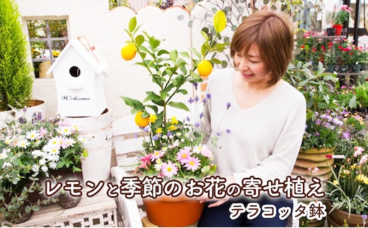 レモンの木 花 寄せ植え 5～6種類 レモンと季節のお花 テラコッタ鉢 植物 ガーデン インテリア ※配送不可:北海道、沖縄、離島 