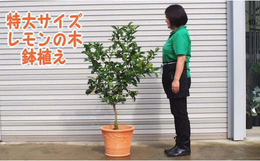 苗木 特大サイズ レモンの木鉢植え テラコッタ鉢 40cm 配送不可 北海道 沖縄 離島 れもん 檸檬 Lemon 観葉植物 ガーデニング 花 実 香り 