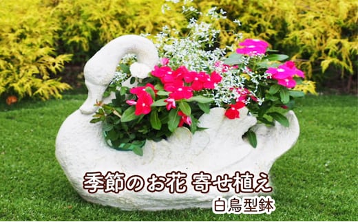 花 寄せ植え 季節のお花 白鳥型鉢 植物 ガーデン インテリア 