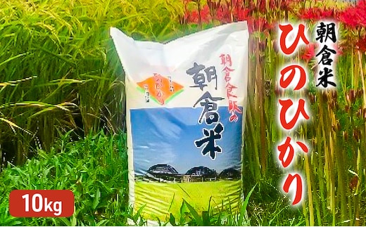 米 10kg 朝倉米 ひのひかり こめ コメ お米 白米 