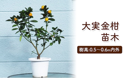 苗木 きんかん 大実金柑 キンカン 金柑 プラスティック鉢 植物 ガーデン インテリア | dショッピングふるさと納税百選