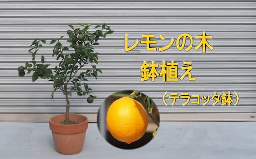 苗木 レモンの木鉢植え テラコッタ鉢 30cm 配送不可 北海道 沖縄 離島 れもん 檸檬 Lemon 観葉植物 ガーデニング 花 実 香り 箱から出してそのまま設置するだけ 