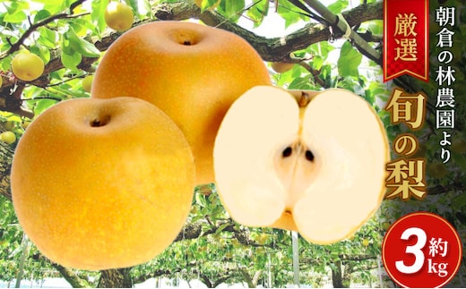 梨 朝倉産 旬の梨 約3kg 林農園 配送不可 離島 ナシ 果物 フルーツ 先行予約 