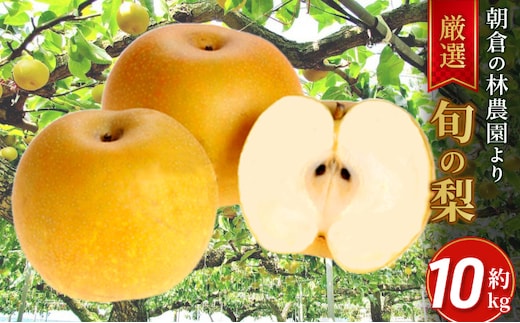 梨 朝倉産 旬の梨 約10kg 林農園 配送不可 離島 ナシ 果物 フルーツ 減農薬栽培 