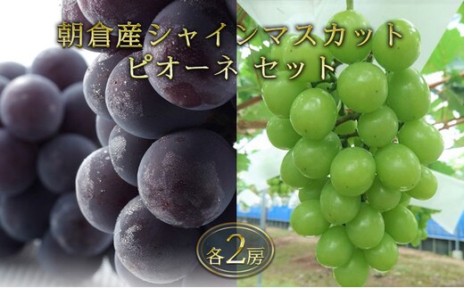 シャインマスカット ピオーネ セット 各2房 正箱入りブドウ 葡萄 デザート フルーツ 果物 (有)ティース 配送不可：離島 