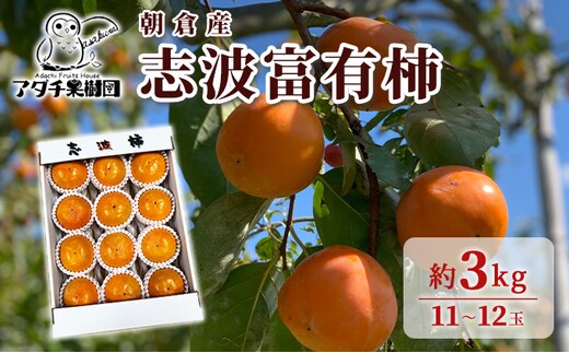 柿 志波 富有柿 約3kg 11～12玉 果物類 かき 