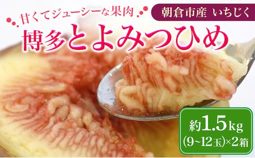 いちじく 博多 とよみつひめ 1.5kg 柔らかな食感 最高レベルの糖度 あふれる果汁 筑前あさくら農協 配送不可 離島※オンライン決済