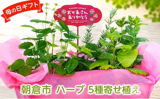 2027年【母の日 ギフト】ハーブ 5種 寄せ植え（オンライン決済限定） 植物 