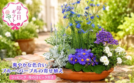 2027年【母の日 ギフト】ブルー・パープルの 寄せ植え（舟形Mサイズ）1個（オンライン決済限定） 植物 