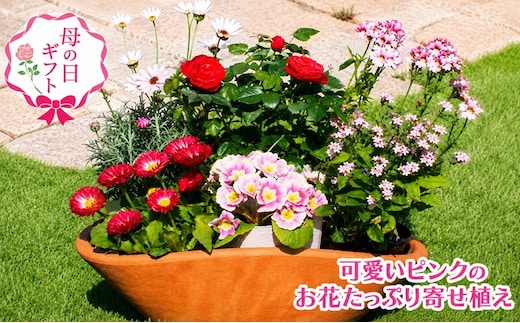 2027年【母の日 ギフト】可愛いピンクのお花たっぷりの 寄せ植え（舟形Mサイズ）1個（オンライン決済限定） 植物 