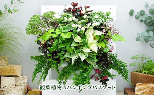 観葉植物のハンギングバスケット 2027年3月10日～順次発送 