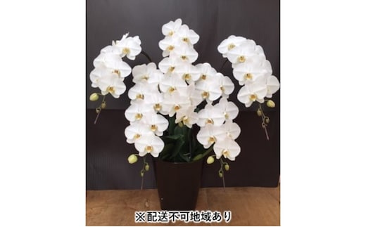 幸せが飛んでくる胡蝶蘭大輪5本立ち【配送不可：北海道、東北、沖縄、離島】 植物 