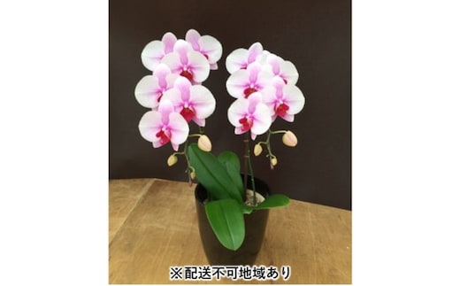 幸せが飛んでくる胡蝶蘭ミディ二本立ち【配送不可：北海道、東北、沖縄、離島】 植物 