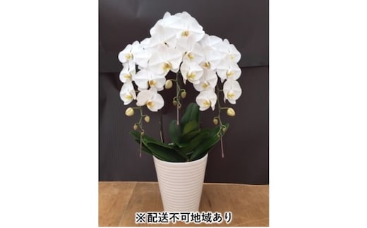 幸せが飛んでくる胡蝶蘭大輪3本立ち【配送不可：北海道、東北、沖縄、離島】 植物 
