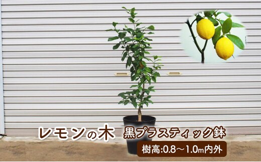 苗木 鉢植え レモンの木 黒プラスティック鉢 直径27cm 植物 ガーデン インテリア ※配送不可:北海道、沖縄、離島 
